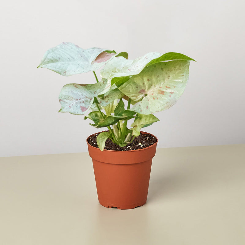 Load image into Gallery viewer, Syngonium 'Milk Confetti'
