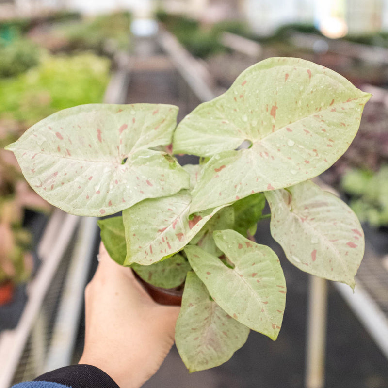 Load image into Gallery viewer, Syngonium 'Milk Confetti'
