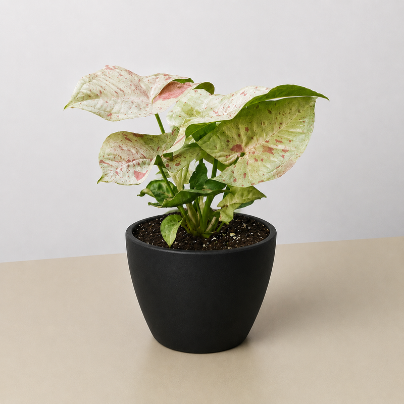 Load image into Gallery viewer, Syngonium 'Milk Confetti'
