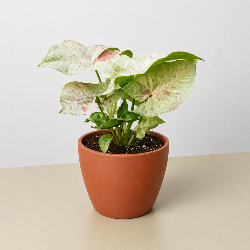 Load image into Gallery viewer, Syngonium 'Milk Confetti'
