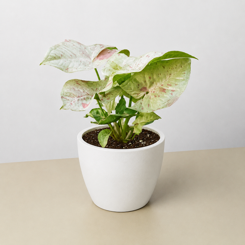 Load image into Gallery viewer, Syngonium 'Milk Confetti'
