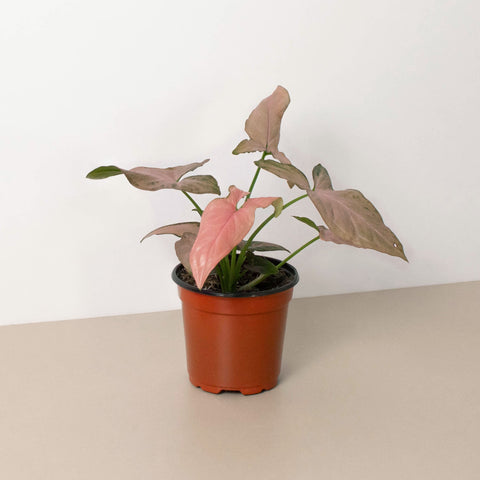 Syngonium Pink Splash 4 Inch Pot