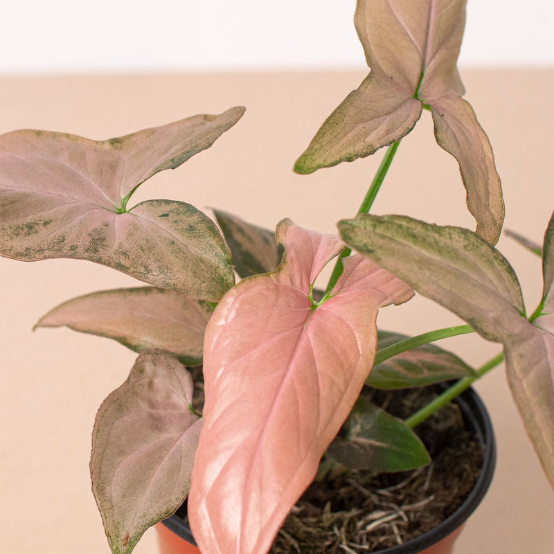 Load image into Gallery viewer, Syngonium 'Pink Splash' - 4" Pot
