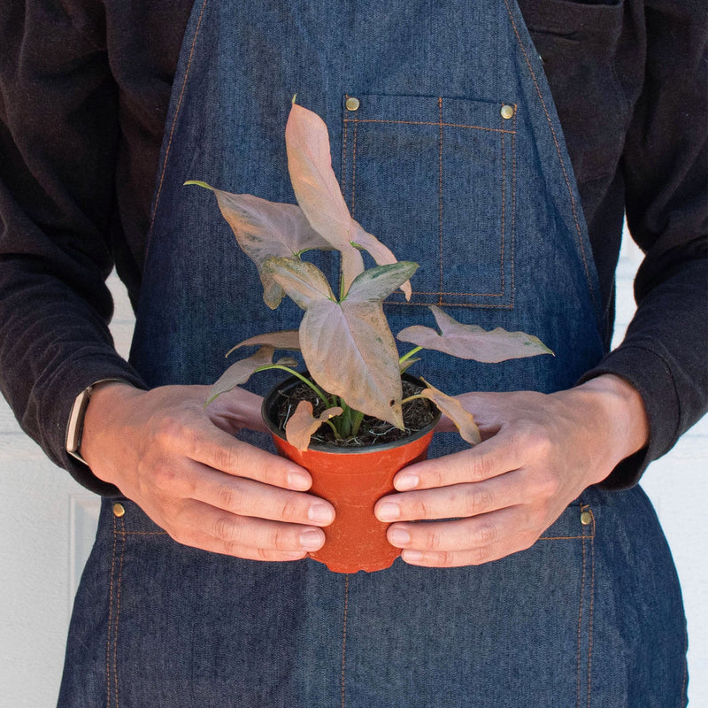 Load image into Gallery viewer, Syngonium 'Pink Splash' - 4" Pot
