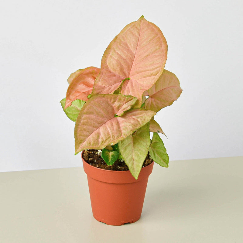Load image into Gallery viewer, Syngonium 'Strawberry'
