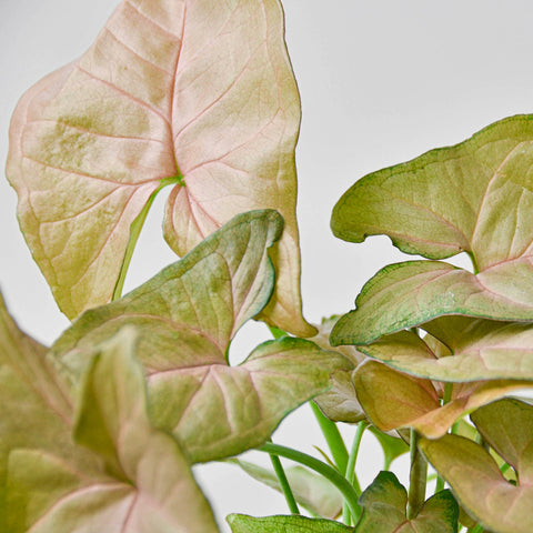Syngonium 'Strawberry', additional product view 2