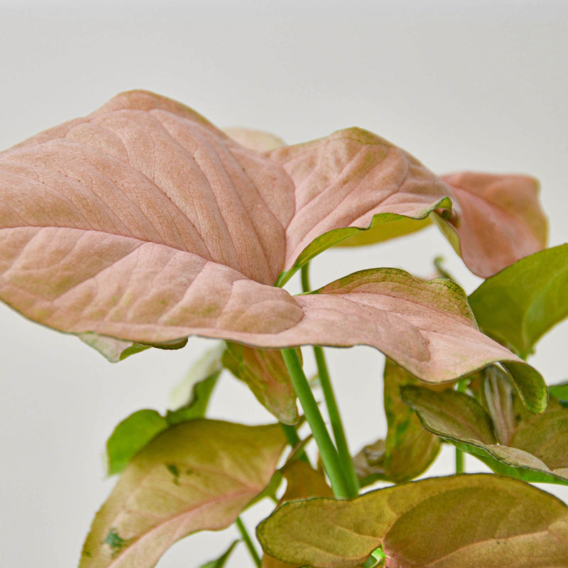 Load image into Gallery viewer, Syngonium 'Strawberry'
