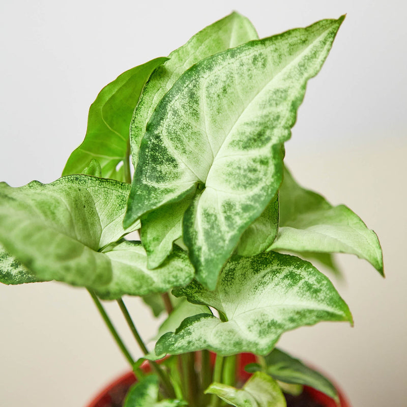 Load image into Gallery viewer, Syngonium 'White Butterfly'
