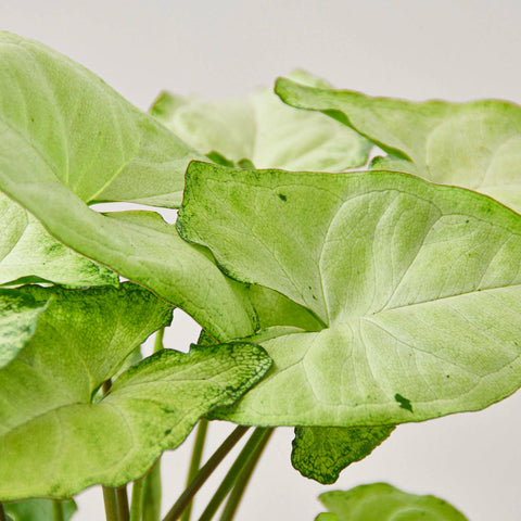 Syngonium 'White Butterfly', additional product view 2