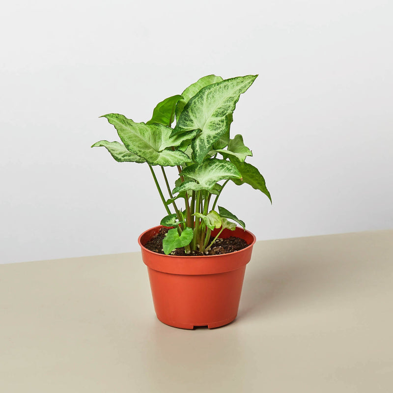 Load image into Gallery viewer, Syngonium 'White Butterfly'
