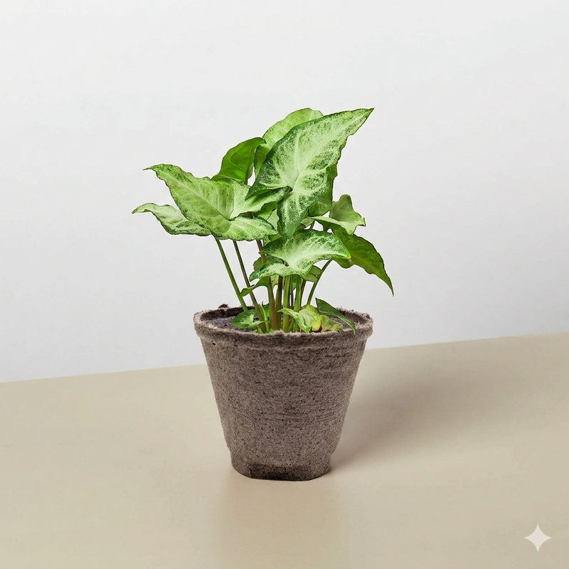 Load image into Gallery viewer, Syngonium 'White Butterfly'
