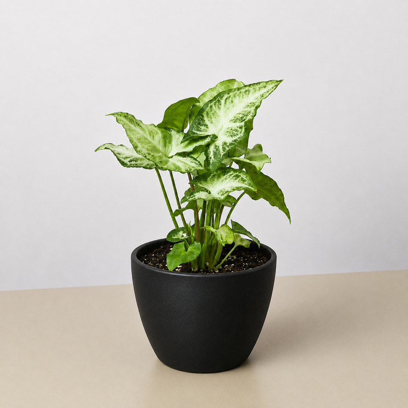 Load image into Gallery viewer, Syngonium 'White Butterfly'
