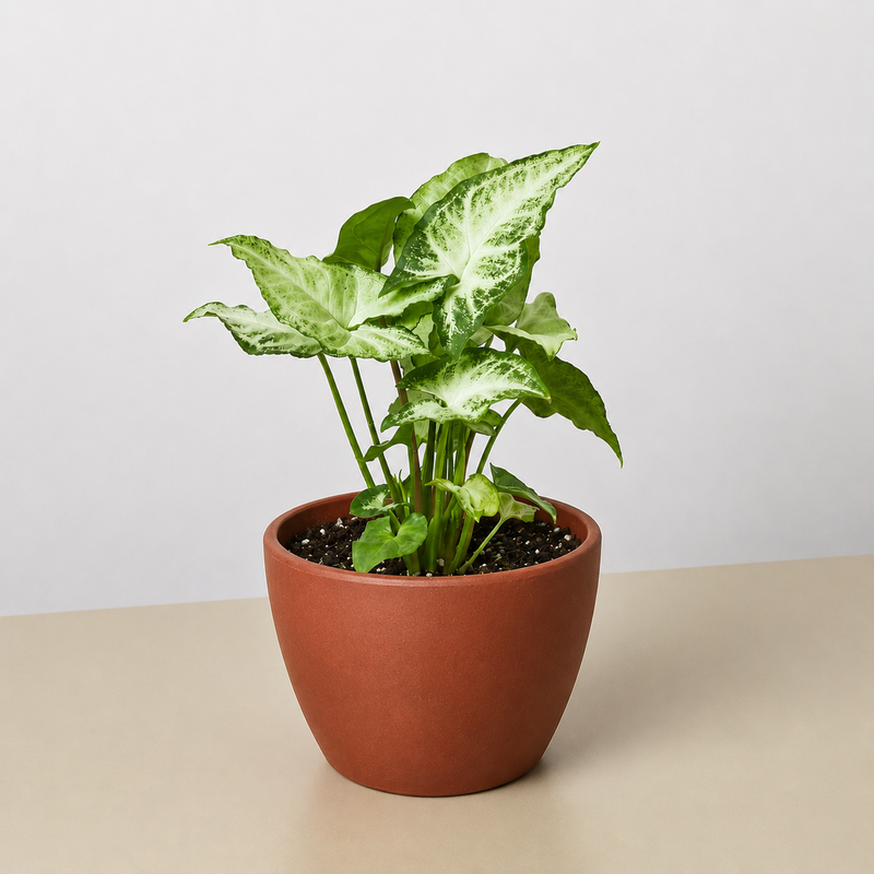 Load image into Gallery viewer, Syngonium 'White Butterfly'
