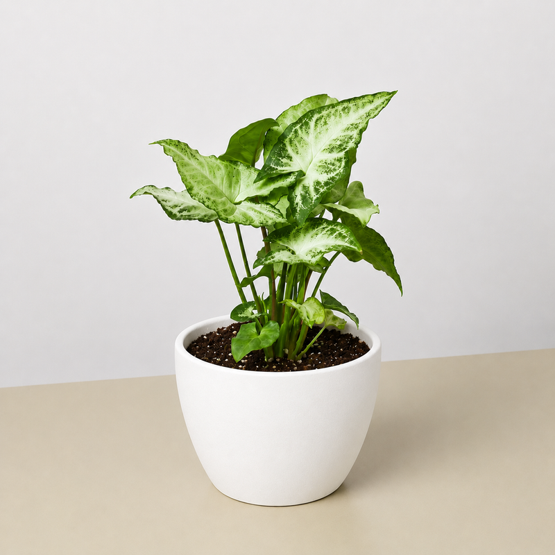 Load image into Gallery viewer, Syngonium 'White Butterfly'
