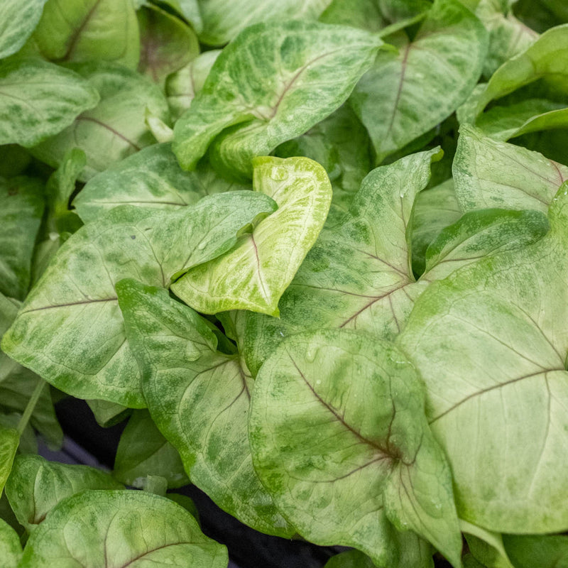 Load image into Gallery viewer, Syngonium 'Gold'
