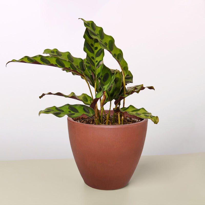 Load image into Gallery viewer, Calathea Lancifolia 'Rattlesnake'
