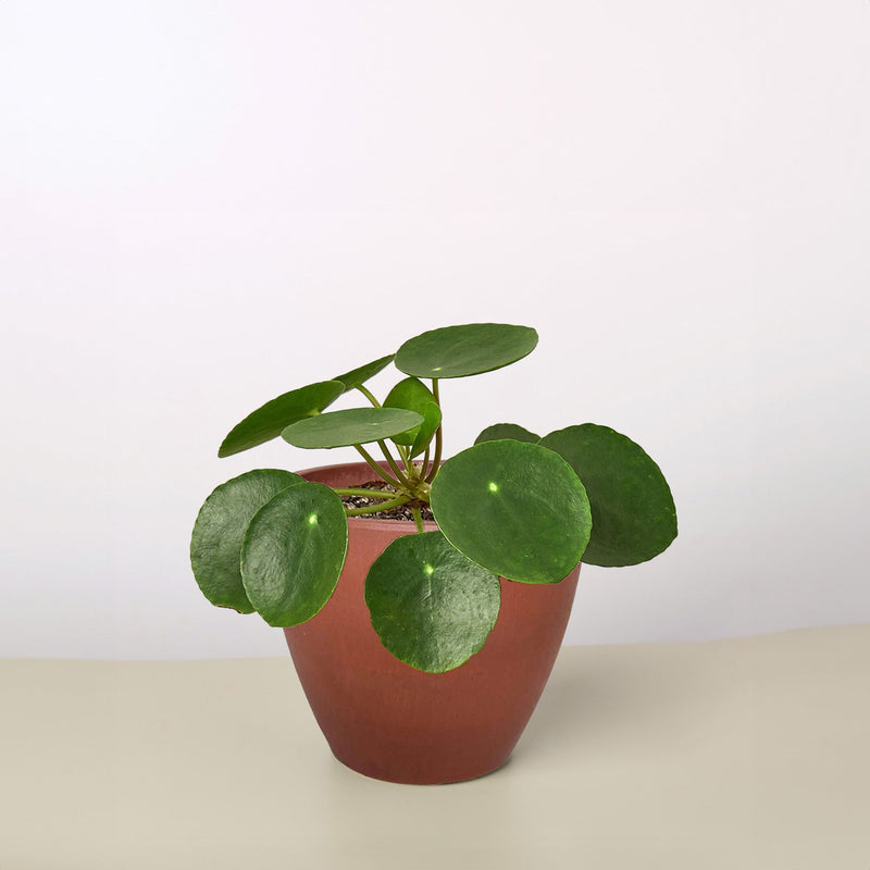 Load image into Gallery viewer, Pilea Peperomioides 'Chinese Money'

