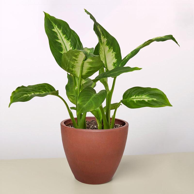 Load image into Gallery viewer, Dieffenbachia Camille
