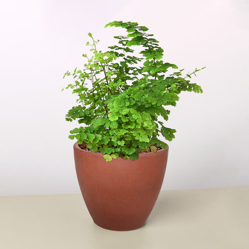 Load image into Gallery viewer, Maidenhair Fern
