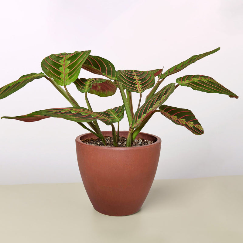 Load image into Gallery viewer, Maranta 'Red Prayer'
