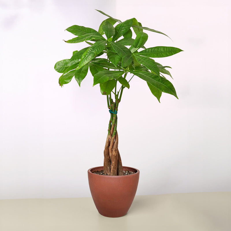 Load image into Gallery viewer, Money Tree 'Guiana Chestnut' Pachira Braid
