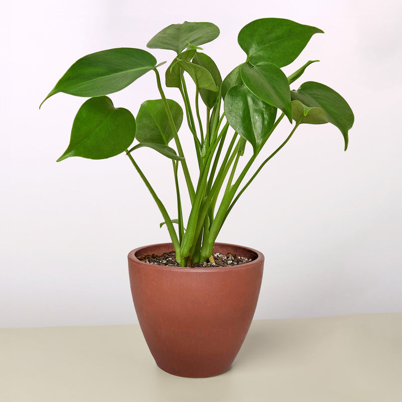 Load image into Gallery viewer, Monstera 'Split-Leaf'
