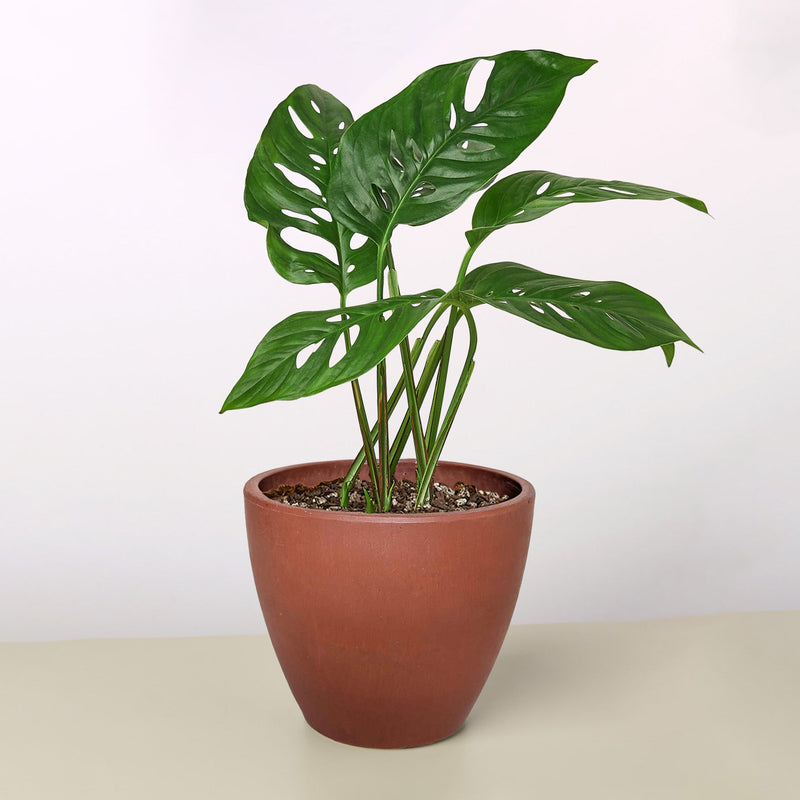 Load image into Gallery viewer, Monstera Adansonii 'Swiss Cheese'
