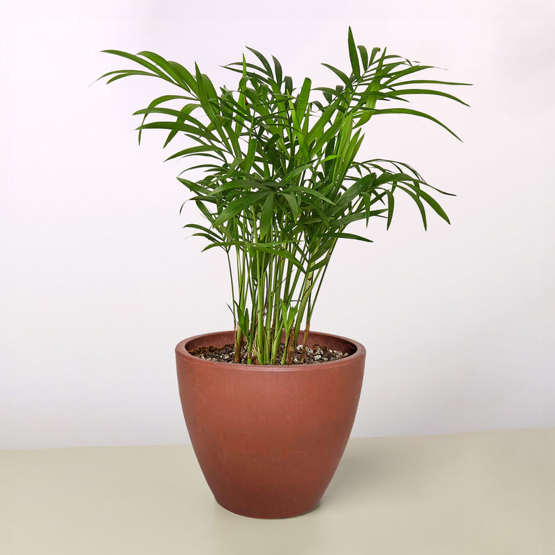 Load image into Gallery viewer, Parlor Palm
