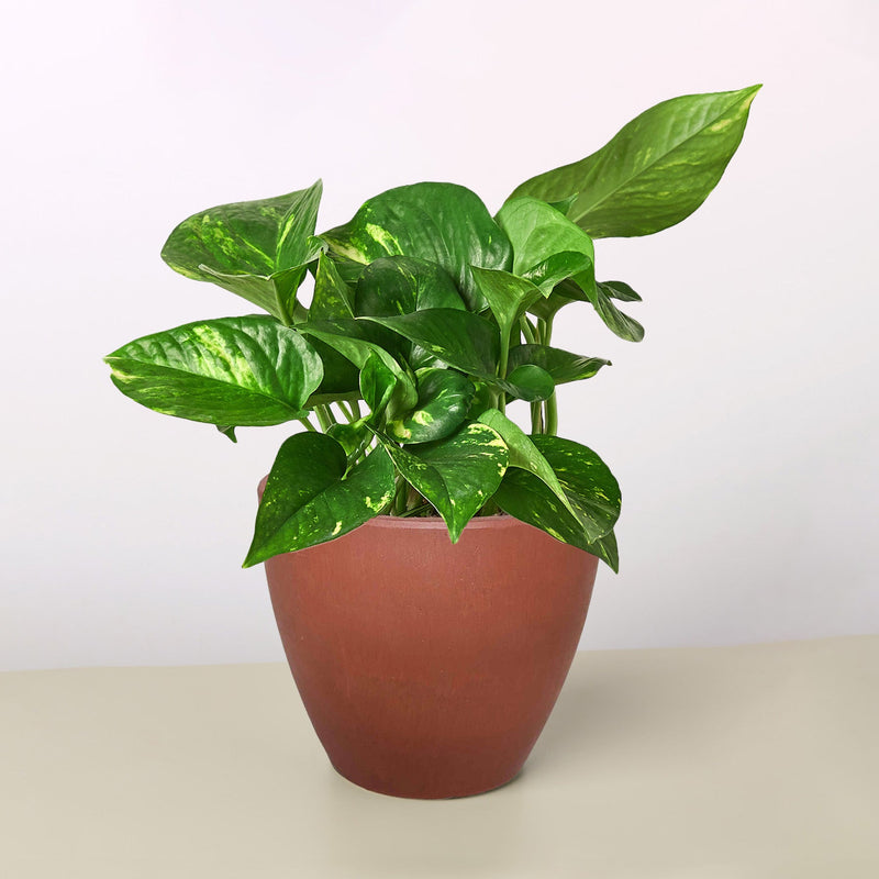 Load image into Gallery viewer, Pothos 'Golden'
