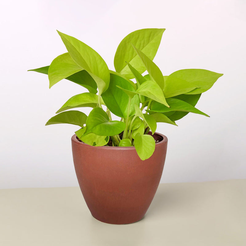 Load image into Gallery viewer, Pothos 'Neon'
