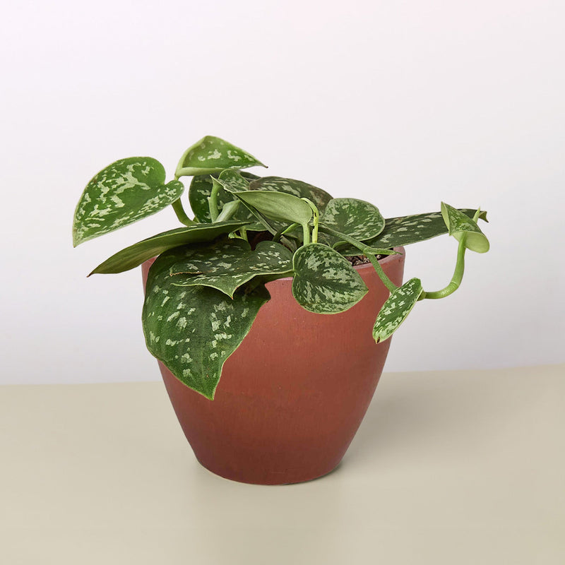 Load image into Gallery viewer, Pothos 'Satin'
