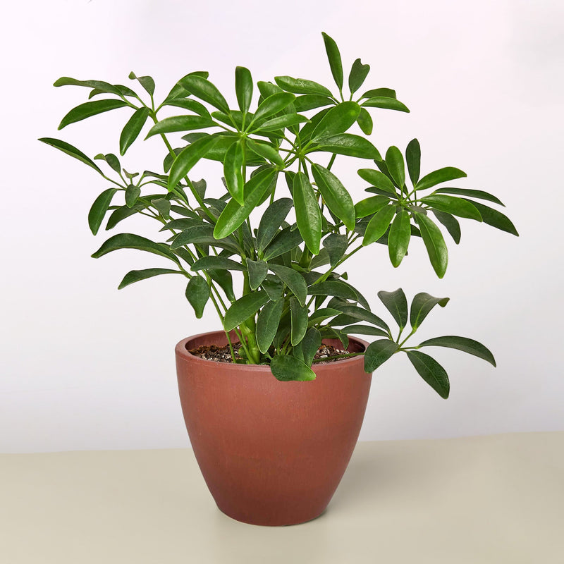 Load image into Gallery viewer, Schefflera Arboricola
