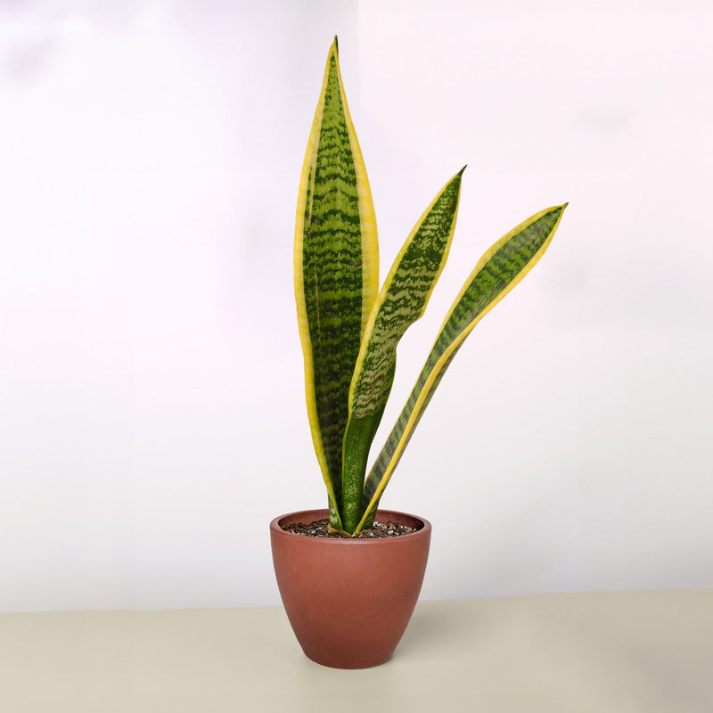 Load image into Gallery viewer, Snake Plant 'Laurentii'
