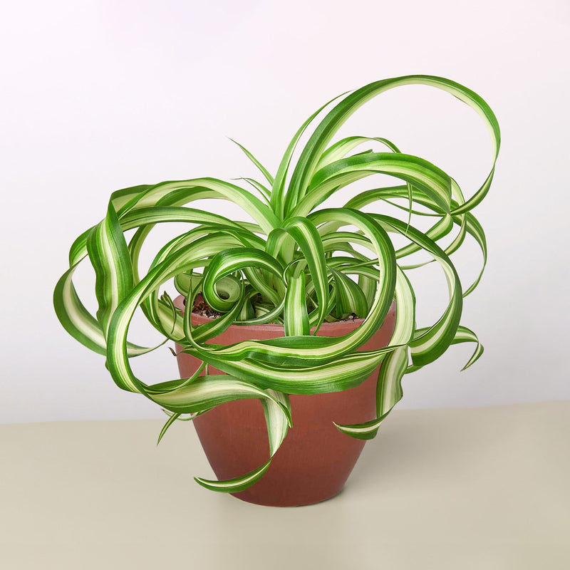 Load image into Gallery viewer, Spider Plant 'Bonnie'
