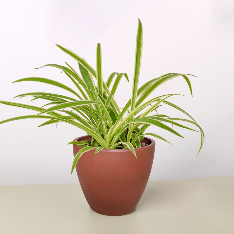 Load image into Gallery viewer, Spider Plant 'Reverse'
