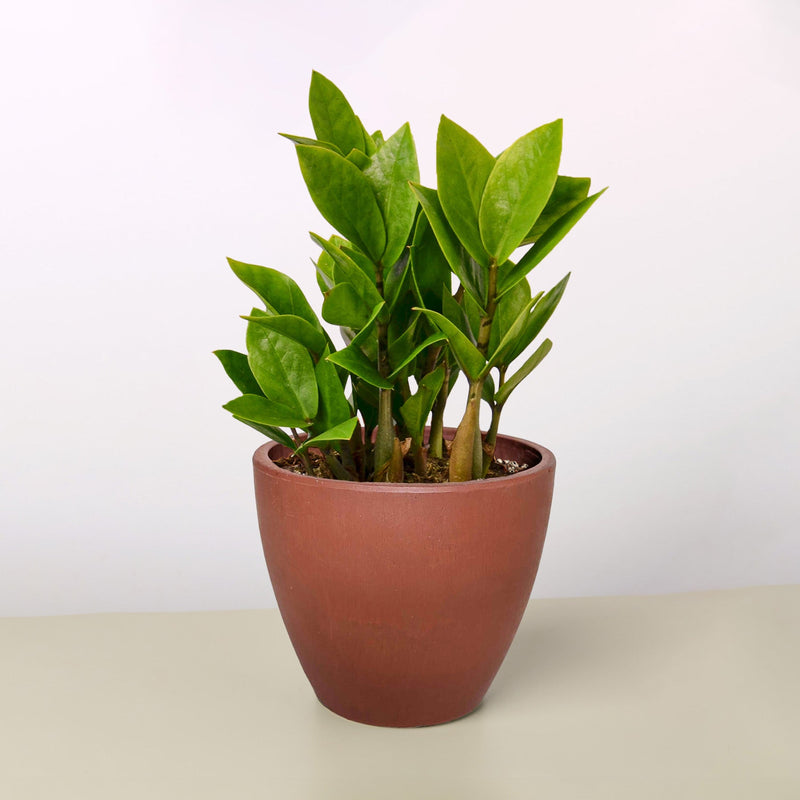 Load image into Gallery viewer, Zamioculcas Zamiifolia 'ZZ'
