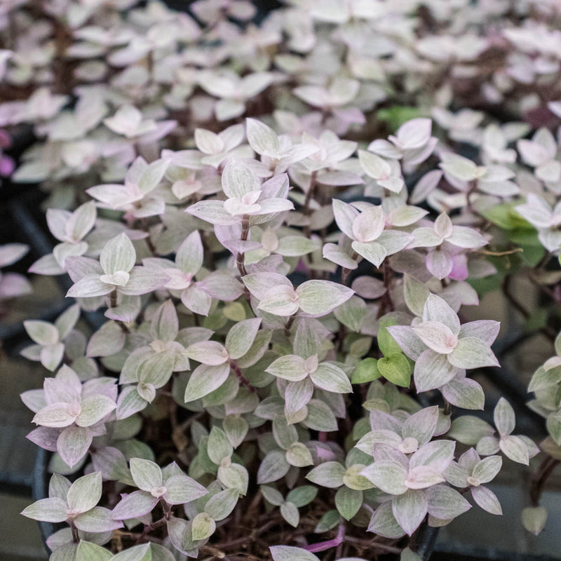 Load image into Gallery viewer, Tradescantia Callisia 'Pink Panther'
