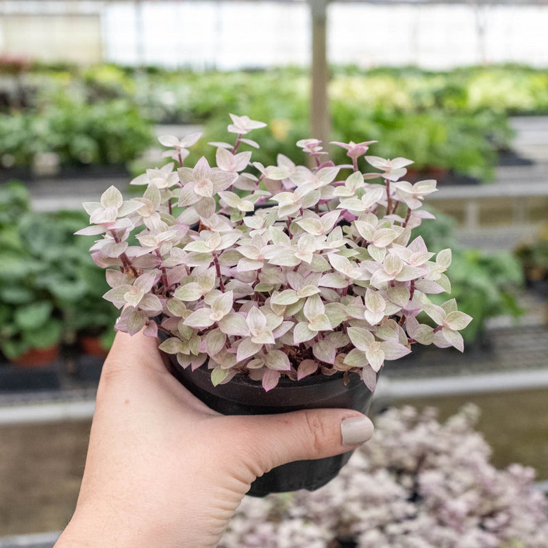 Load image into Gallery viewer, Tradescantia Callisia 'Pink Panther'
