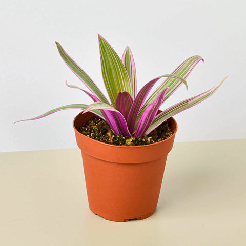 Tradescantia Oyster Plant