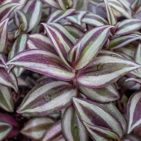 Tradescantia Zebrina 'Wandering Dude', additional product view 2