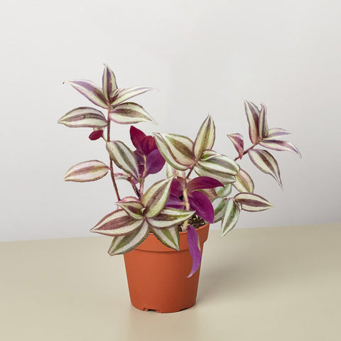Tradescantia Zebrina Wandering Dude