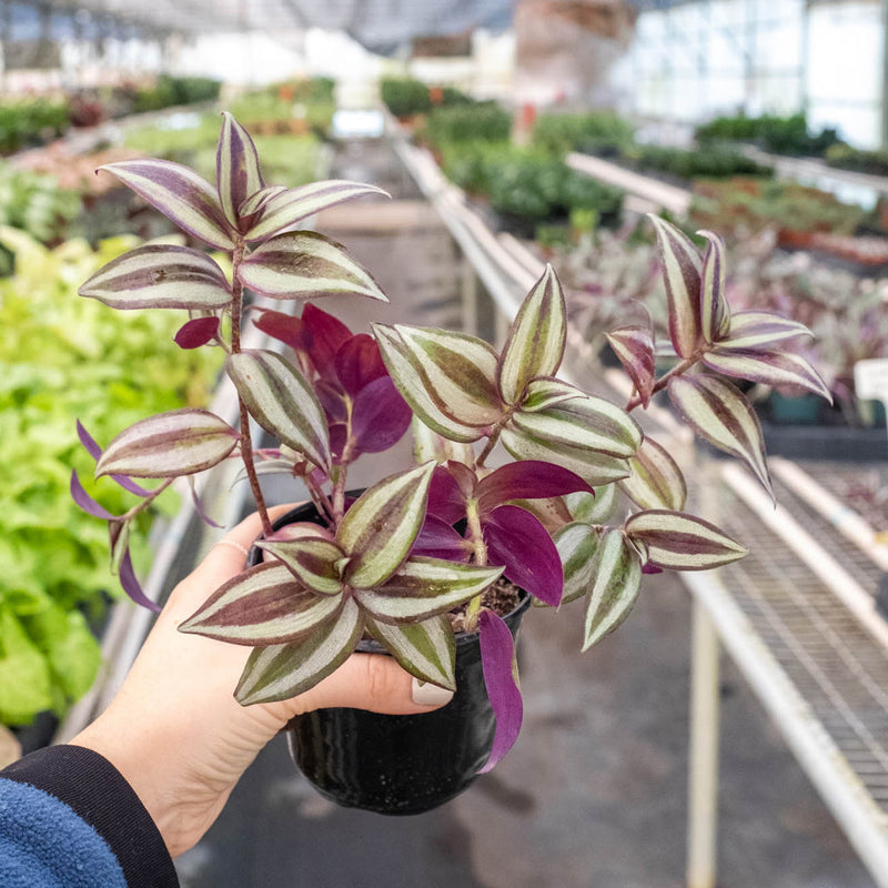 Load image into Gallery viewer, Tradescantia Zebrina 'Wandering Dude'
