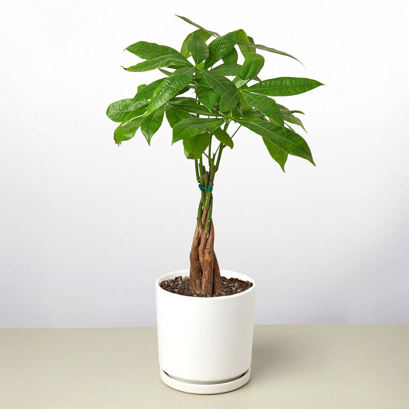 Load image into Gallery viewer, Money Tree 'Guiana Chestnut' Pachira Braid
