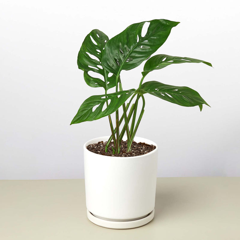 Load image into Gallery viewer, Monstera Adansonii 'Swiss Cheese'
