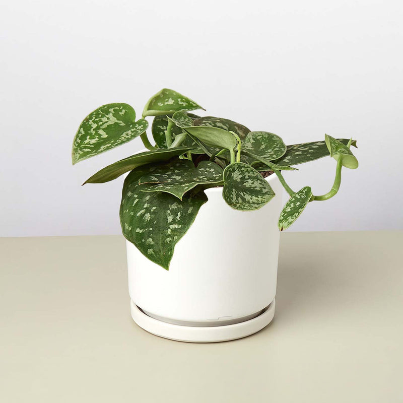 Load image into Gallery viewer, Pothos 'Satin'
