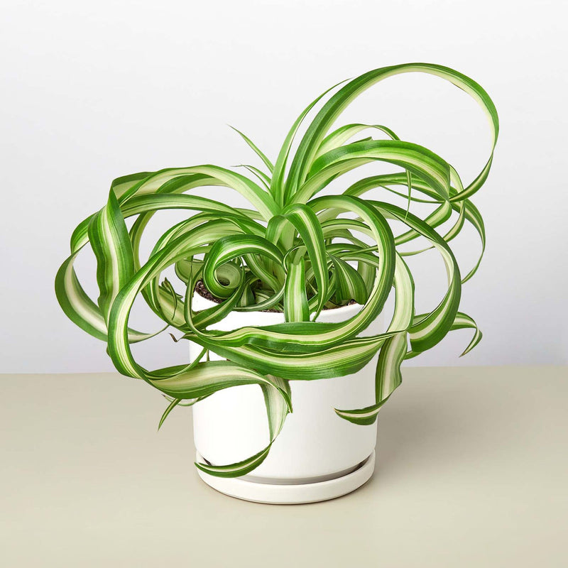 Load image into Gallery viewer, Spider Plant 'Bonnie'
