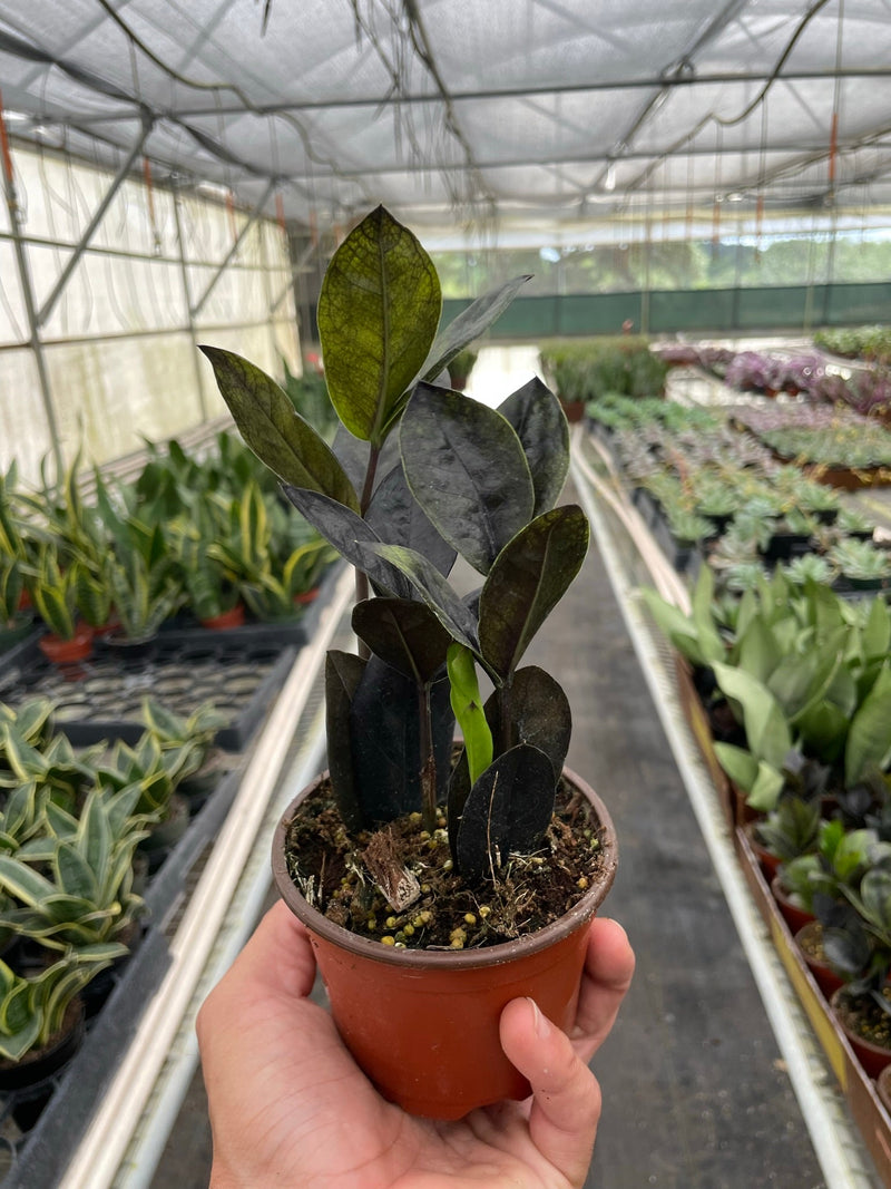 Load image into Gallery viewer, ZZ Zamioculcas 'Black Queen'
