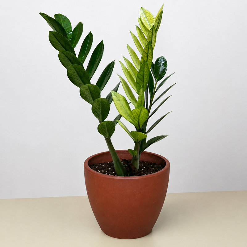 Load image into Gallery viewer, Zamioculcas 'Chameleon'
