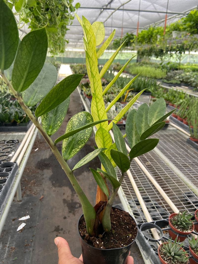Load image into Gallery viewer, Zamioculcas 'Chameleon'
