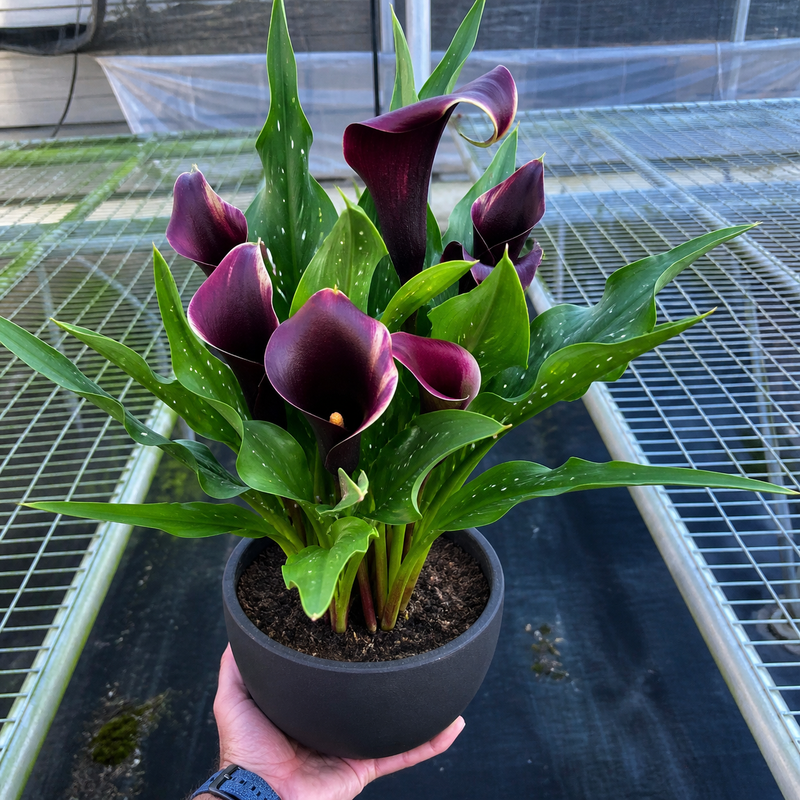 Load image into Gallery viewer, Calla Lily
